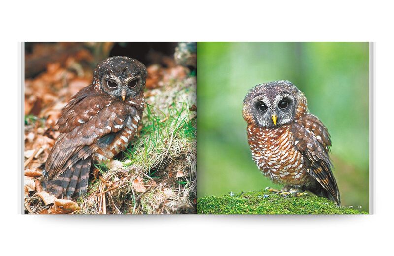 Beautiful Owls In The World | moom bookshop - art books and magazines
