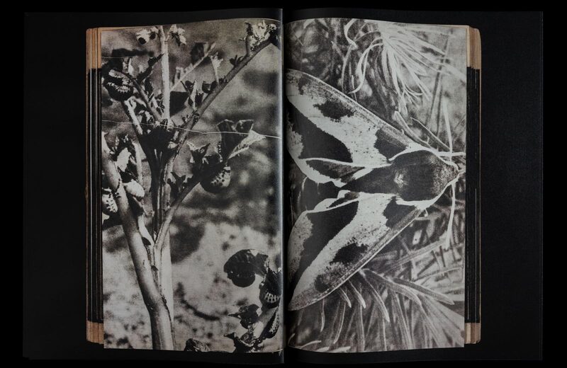 Dead Pages No.5 Parasites - Magdalena Wysocka, Claudio Pogo | moom