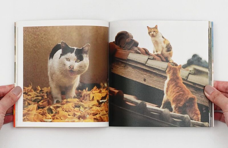 Cats Who Try Too Hard - Masayuki Oki | moom bookshop - art books