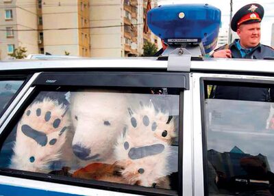 What the Mega Fuck! (9791092775310)