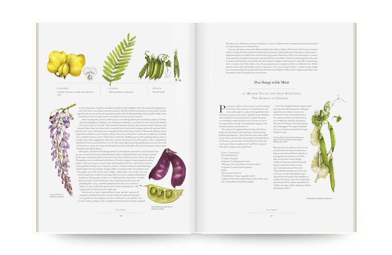 The Album of Plant Families: An Illustrated Exploration of