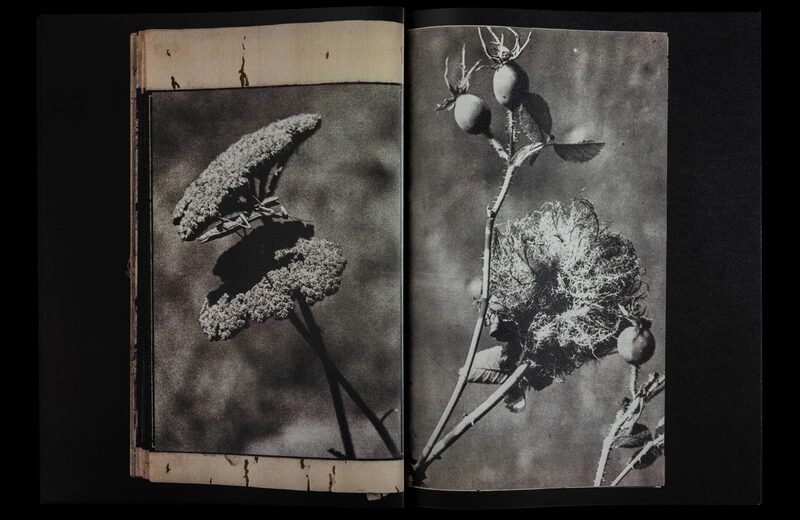 Dead Pages No.5 Parasites - Magdalena Wysocka, Claudio Pogo | moom