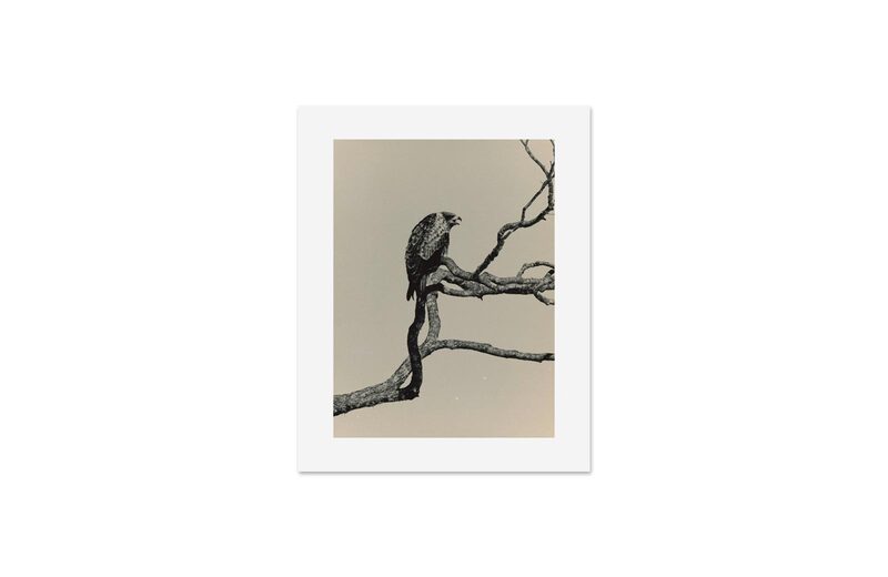 Mini Portfolio: Yamamoto Masao Birds - 山本昌男| moom