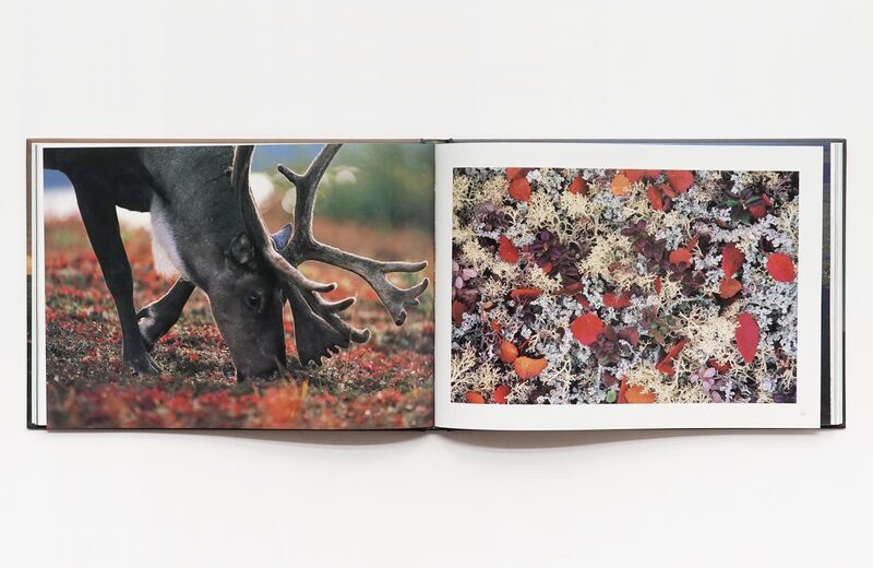 カリブー 極北の旅人 - 星野道夫 | moom bookshop - 藝術書籍與雜誌