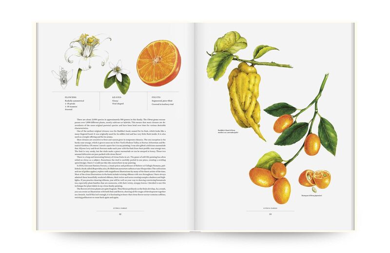 The Album of Plant Families: An Illustrated Exploration of