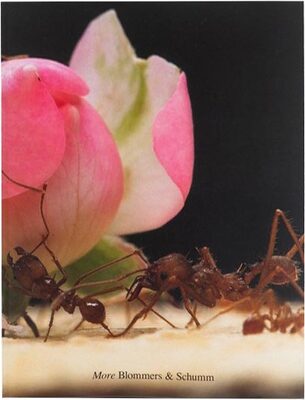 More (9789464460872)