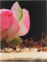 More (9789464460872)