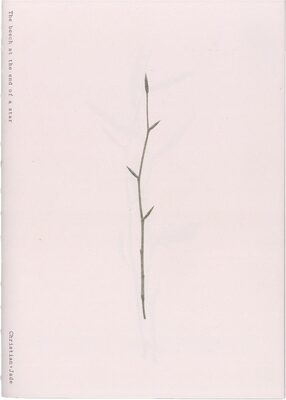 The Beech at the End of a Star