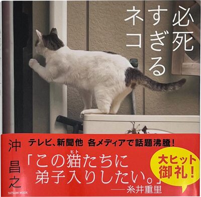 写真集 必死すぎるネコ (9784777819454)