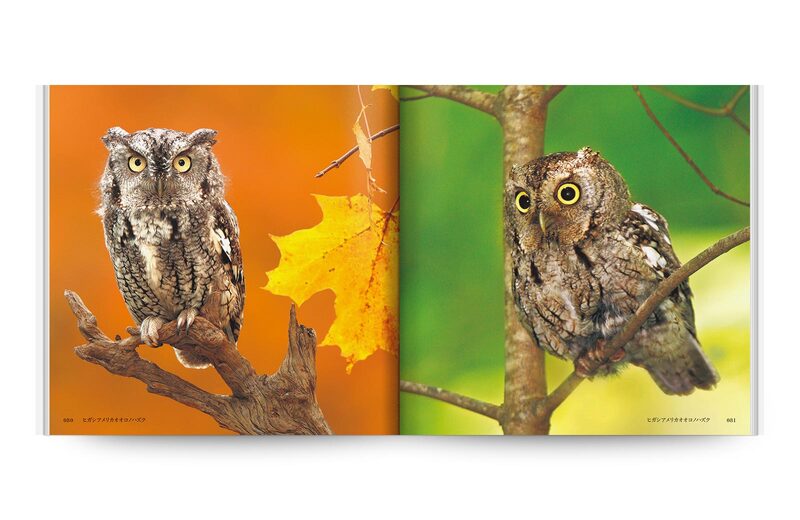 Beautiful Owls In The World | moom bookshop - art books and magazines