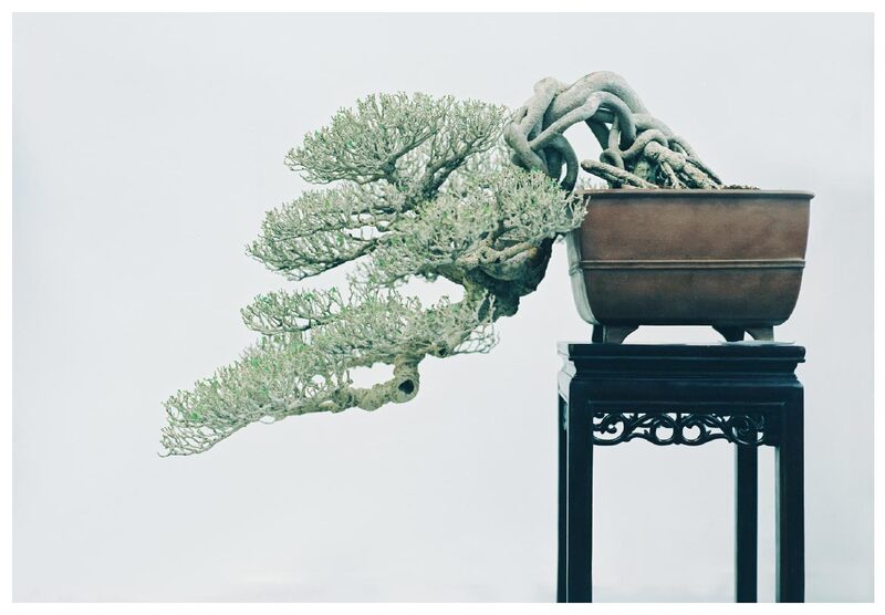 盆栽 Kris Kang Moom Bookshop 攝影書與雜誌