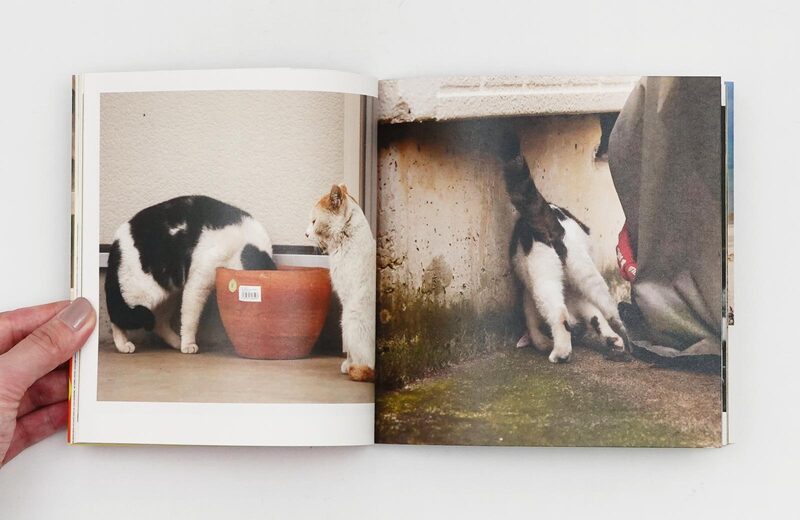 子猫の大行進 写真集 子猫の大行進 写真集 11月生まれのベンガル子猫 | ブログ | 関東