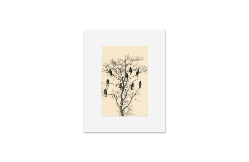 Mini Portfolio: Yamamoto Masao Birds - 山本昌男| moom