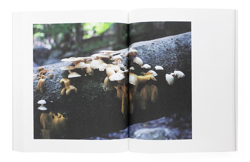 その森の子供 / Mushrooms from the Forest 2011 - ホンマ