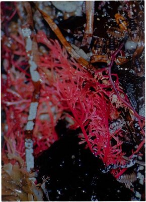 tempête après tempête (9789493146730)