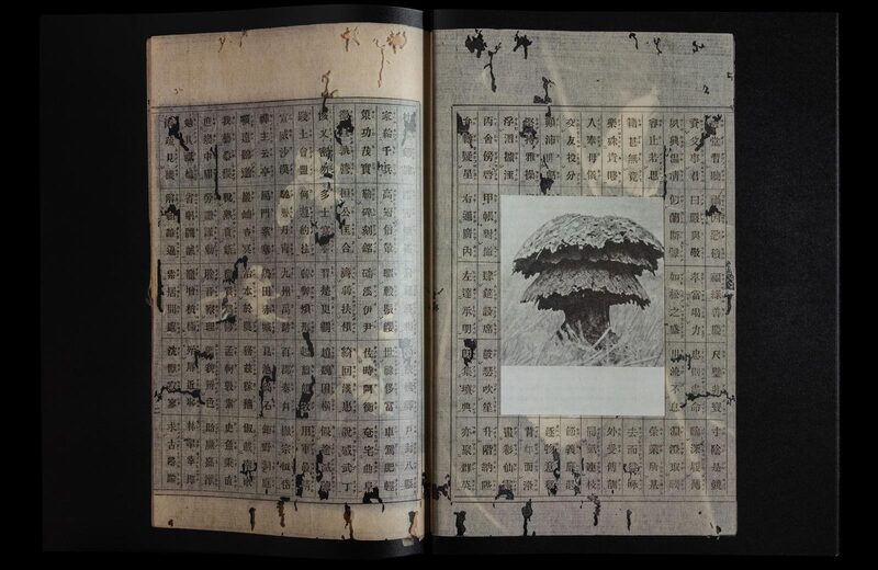 Dead Pages No.5 Parasites - Magdalena Wysocka, Claudio Pogo | moom