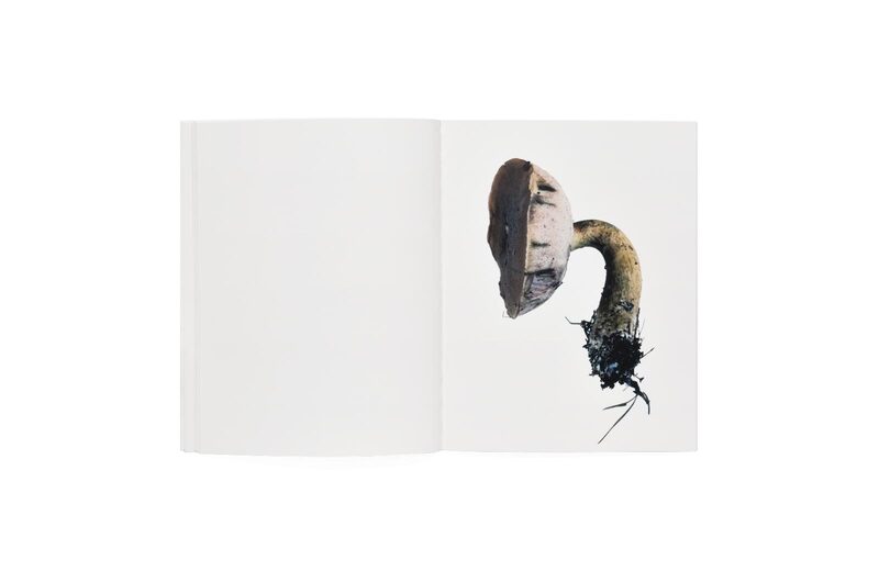ホンマタカシ / SCANDINAVIAN MUSHROOM Scandinavian Mushroom - Takashi Homma | moom bookshop