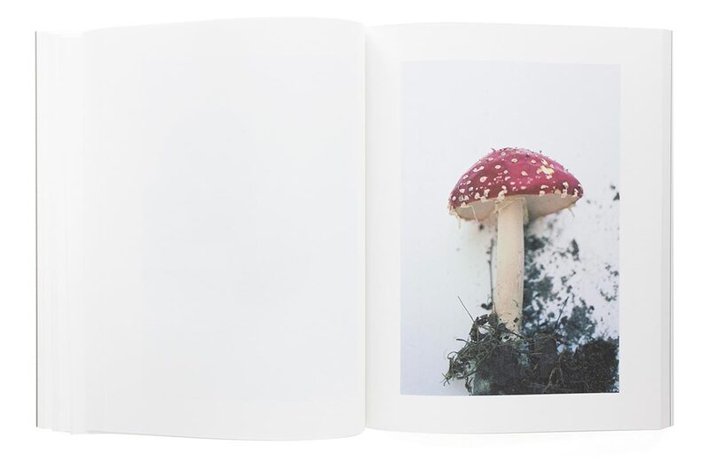Symphony - mushrooms from the forest - Takashi Homma | moom
