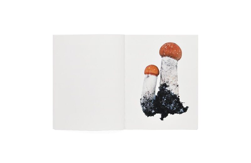 ホンマタカシ / SCANDINAVIAN MUSHROOM Scandinavian Mushroom - Takashi Homma | moom bookshop