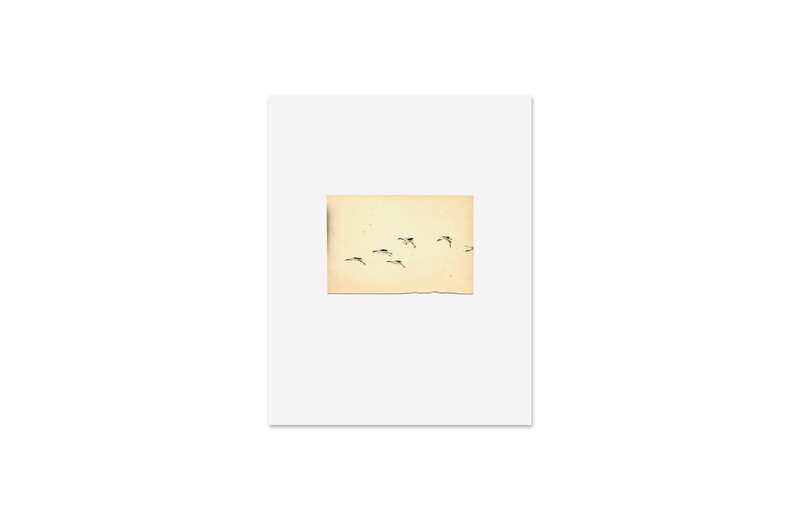 Mini Portfolio: Yamamoto Masao Birds - 山本昌男| moom