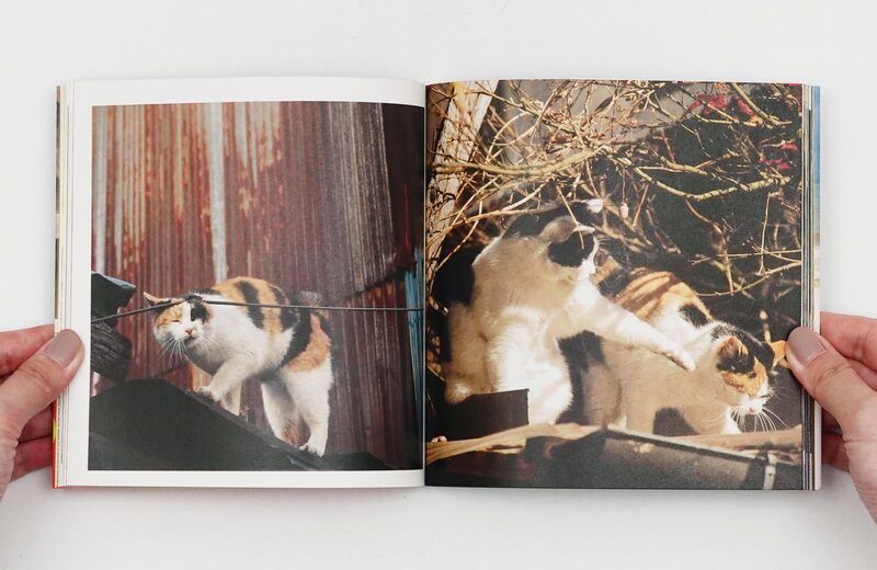 子猫の大行進 写真集 子猫の大行進 写真集 11月生まれのベンガル子猫 | ブログ | 関東・