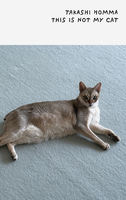 This Is Not My Cat (9783907179932)