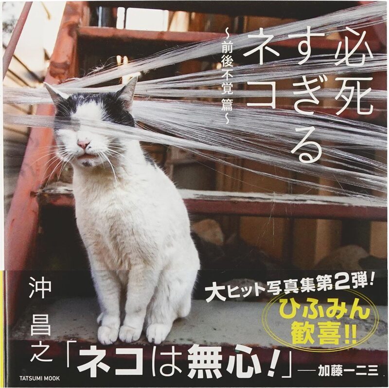 必死すぎるネコ：前後不覚篇 (9784777822775)