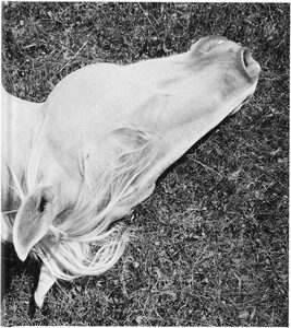 Moral Minority - Sergio Purtell | moom bookshop - art books and
