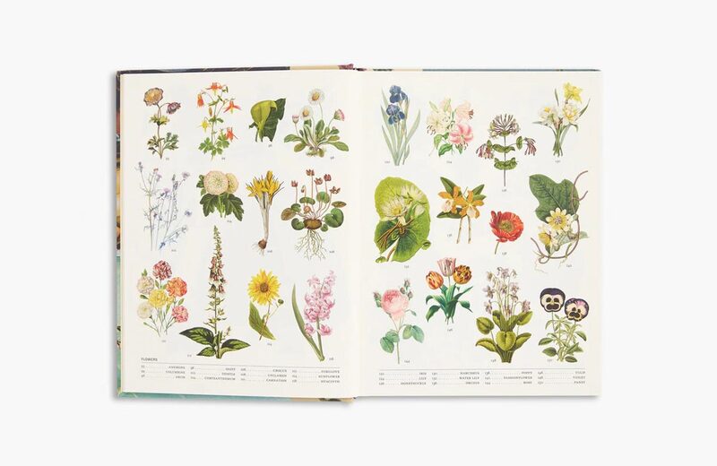 アンデルセン 詩と植物画 画集「und eine e Blume」 The Secret Language of Plants - Hope B Werness | moom bookshop